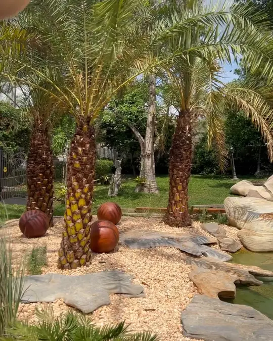 Palmeiras, pedras e água no lago do showroom Genesis em Gravatá